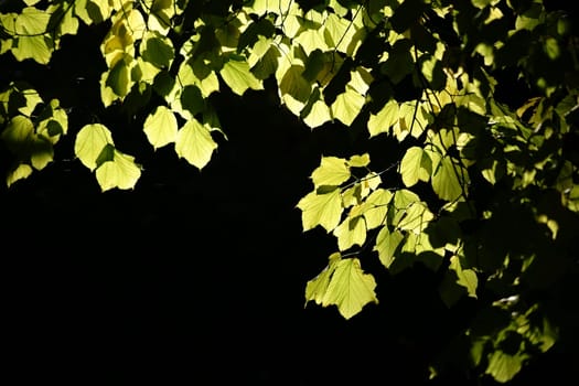 The light-illuminated leaves of the striped maple in autumn in backlight.
