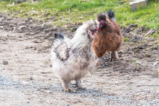 Free-range chickens looking for food on a farm.