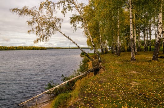 Golden autumn in the month of October in a beautiful forest