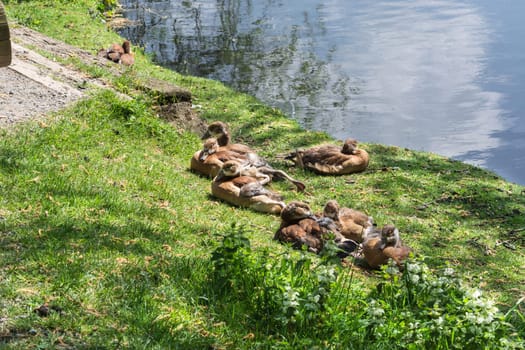 Duck family in lying in the grass on the shore of a small lake..