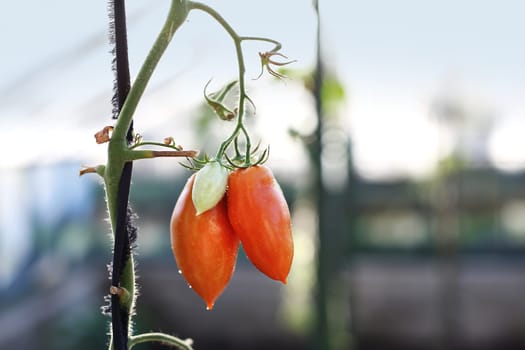tomatoes on the bushes. summer tomato growing