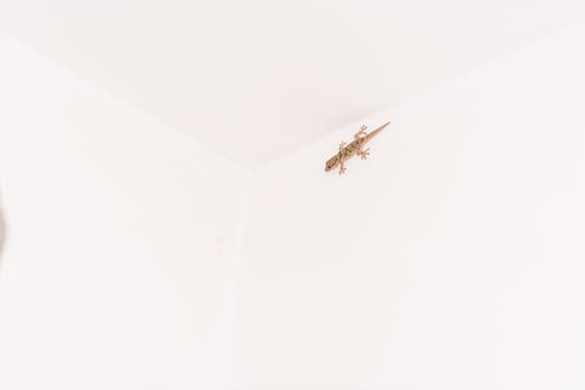Gekko,little lizard on a white house wall..