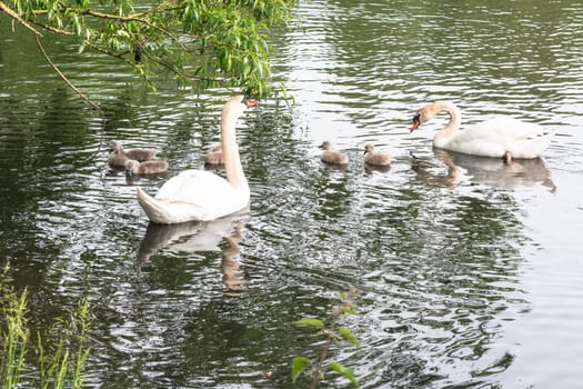 White swan pair with young swans swim on a pond.