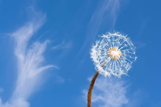 Close-up of a dandelion in front of a blue sky.
