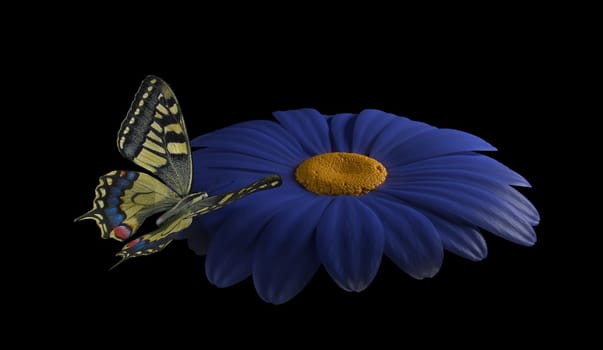 yellow butterfly on blue  flower on black