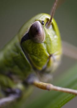 Green head macro grasshopper on leaf. Macro insect eye.