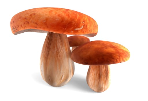 ceps isolated on white background 3d render