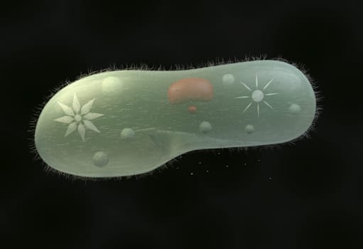 model biological micro organism paramecium caudatum 3d render