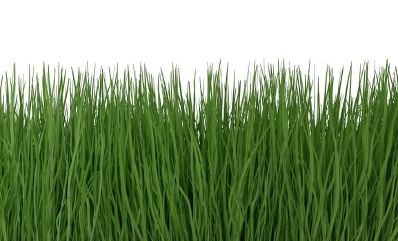 Green grass isolated on white background 3d render
