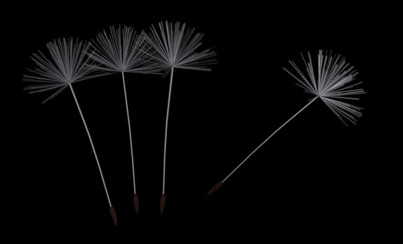 four white dandelion fluff on black background