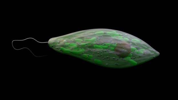 Green euglena, protozoa on black background