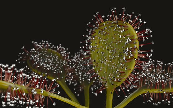 Drocera flower and it's sticky leaves 3d render