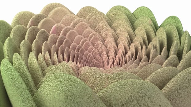 Spiral flower green and pink fluffy succulent