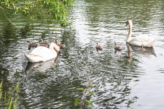 White swan pair with young swans swim on a pond.