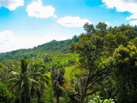 Green rice terraces at Bali island, Indonesia