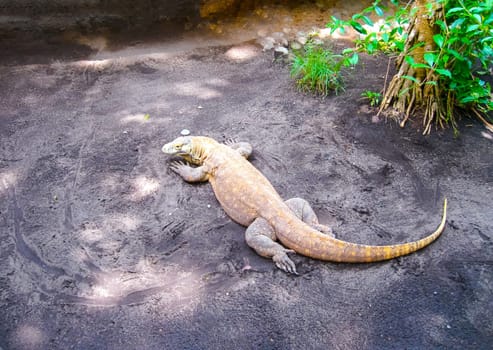 The Komodo Dragon against green grass, Indonesia