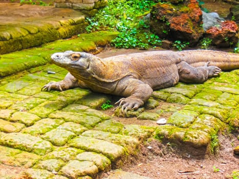 The Komodo Dragon against green grass, Indonesia