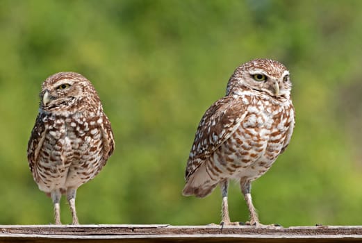 Pair of rabbit owls