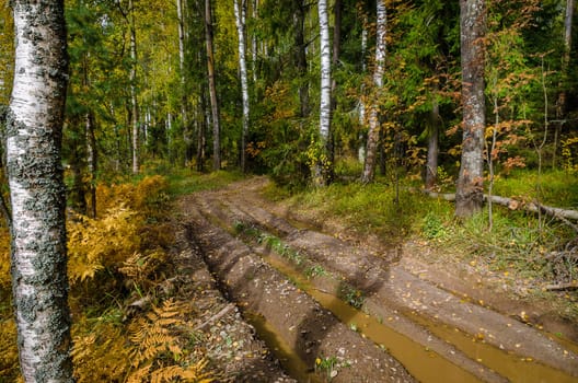 Deciduous in autumn season in the month of October
