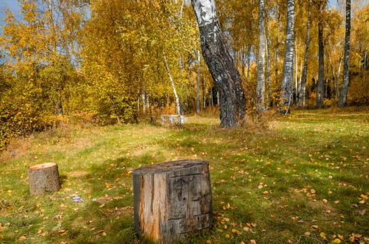 Deciduous in autumn season in the month of October