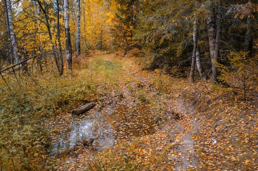 Deciduous in autumn season in the month of October