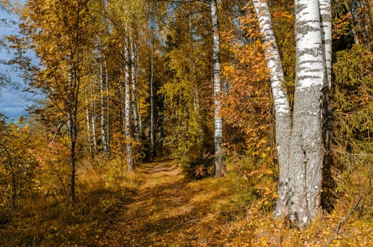 Deciduous in autumn season in the month of October
