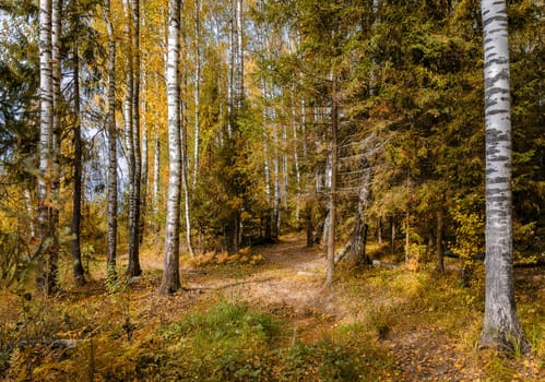 Deciduous in autumn season in the month of October