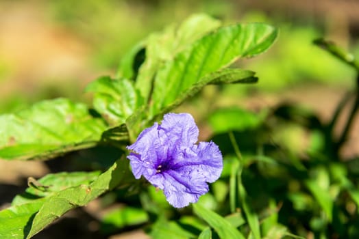 Small purple flower near Barichara, Colombia