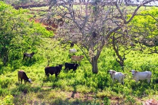 Herd of cows near the town of Barichara, Colombia