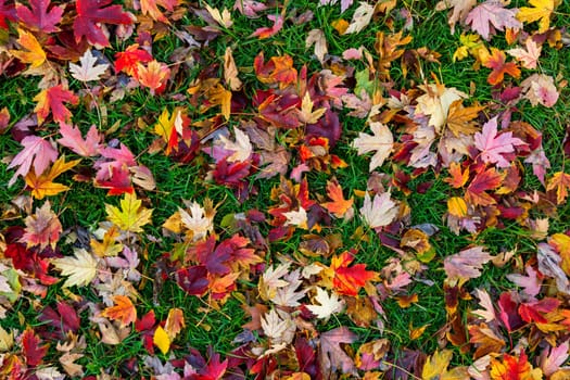 Colorful autumn leaves on green grass background
