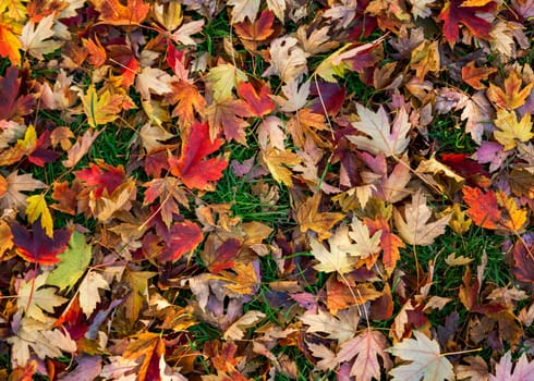 Colorful autumn leaves on green grass background