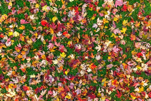 Colorful autumn leaves on green grass background
