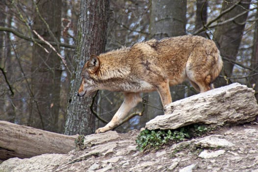 Timberwolf