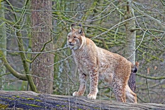 lynx
