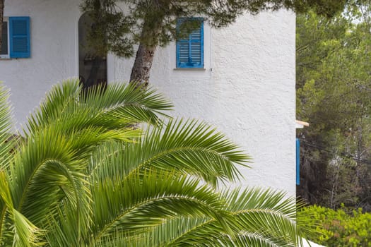 Green palm leaves in the background Pine trees and a white house wall.