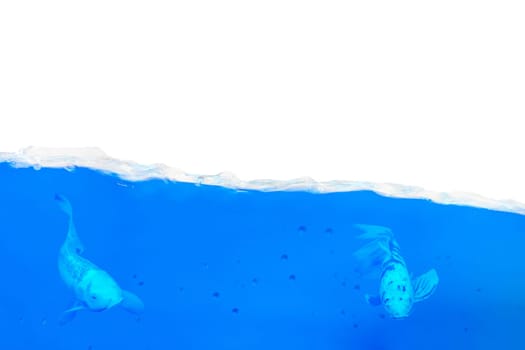 Two fish swim in a half-filled aquarium in the blue water.