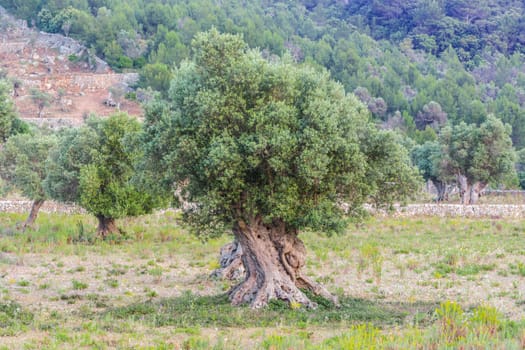 Olive trees in a row. Olive tree plantation in Mallorca in Spain.
