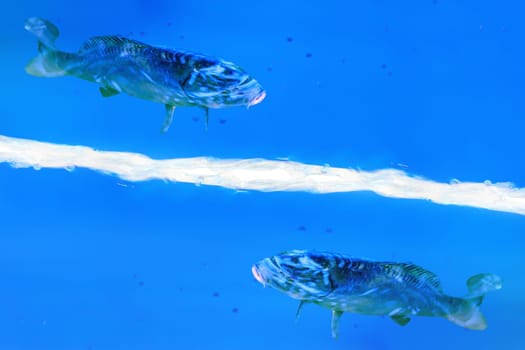 Abstract background. Two fish swim in a blue liquid.
