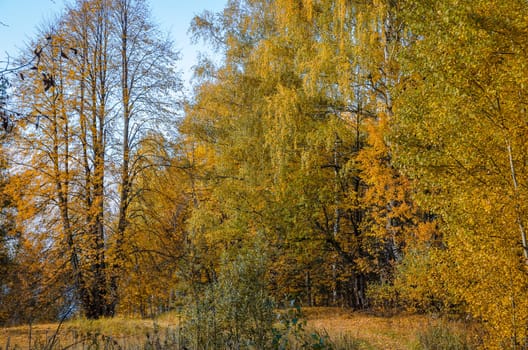 Deciduous in autumn season in the month of October