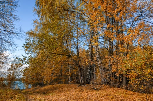 Deciduous in autumn season in the month of October