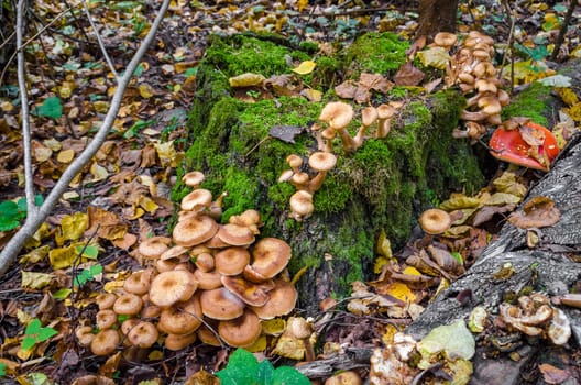Mushrooms in autumn forest closeup in October