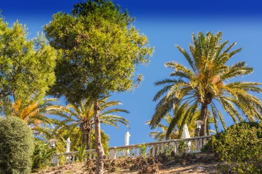 Palm and pine trees in front of a blue sky..