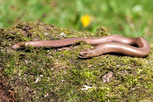 Slow worm (Anguis colchica) from Czech Republic.