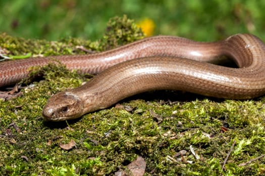 Slow worm (Anguis colchica) from Czech Republic.