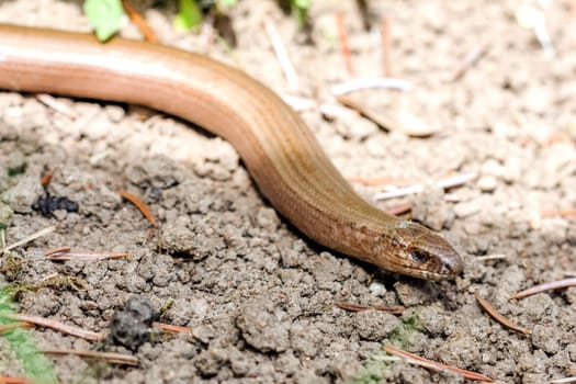 Slow worm (Anguis colchica) from Czech Republic.