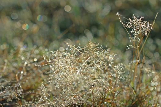 Grass with morning dew