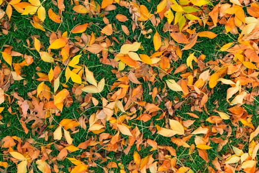 Colorful fall leafs on green grass background