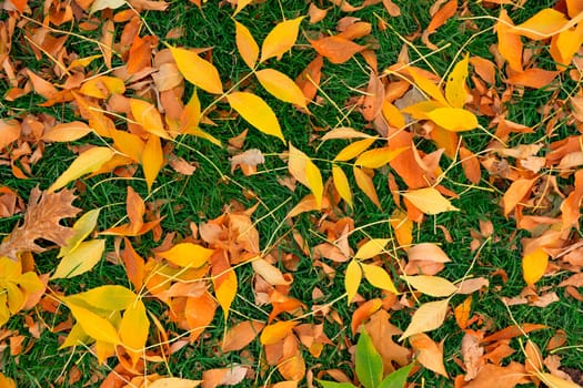 Colorful fall leafs on green grass background