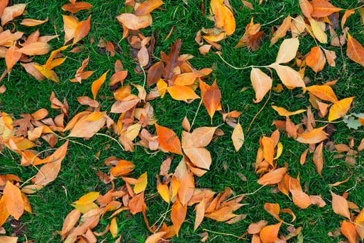 Colorful fall leafs on green grass background