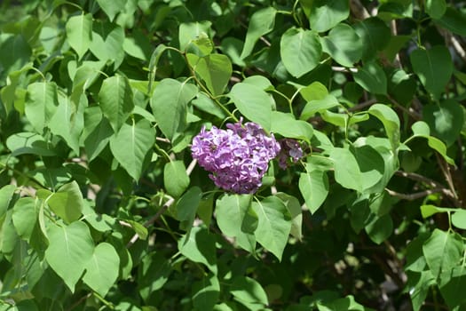 Beautiful purple lilac flowers outdoors. Lilac flowers on the branches